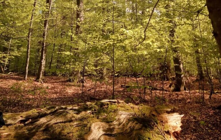 Žofín ForestGEO